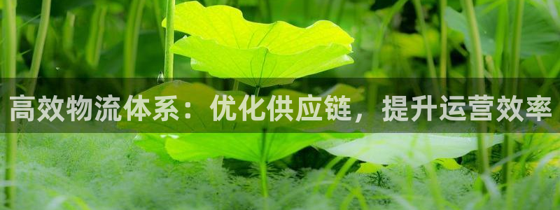 28圈注册网页：高效物流体系：优化供