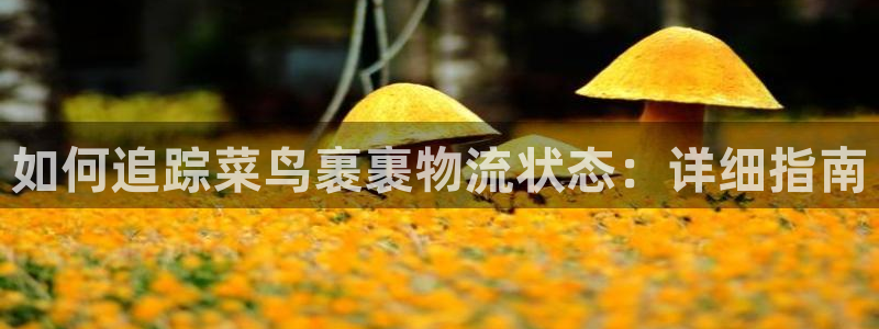 28圈稳吗：如何追踪菜鸟裹裹物流状态