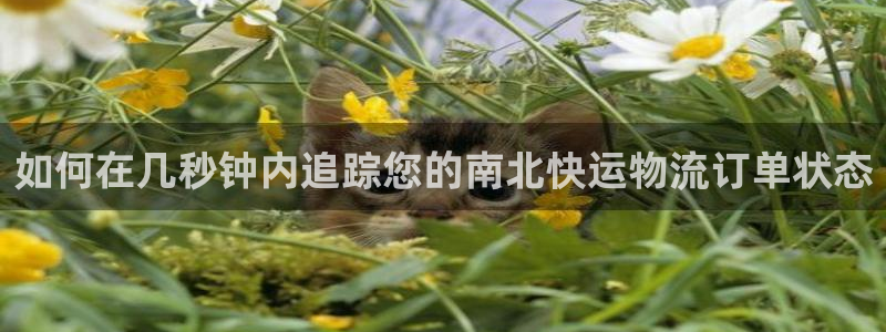 28圈游戏：如何在几秒钟内追踪您的南