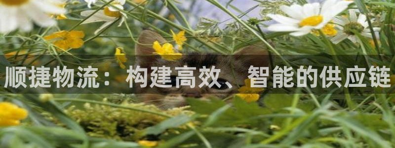 28圈加拿大6.0：顺捷物流：构建高效、智能的供应链